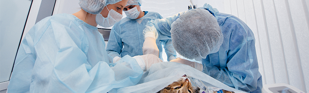 Innovación en quirófanos y hospitalización veterinaria